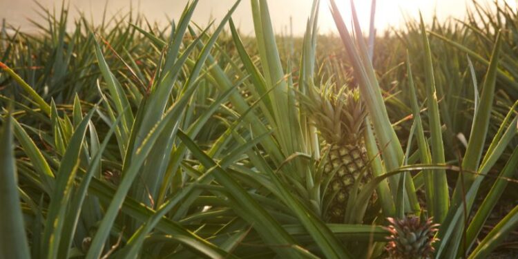 Loji nanas RM1.03 bilion di Miri, MAHA raih komitmen RM1.49 bilion hari pertama